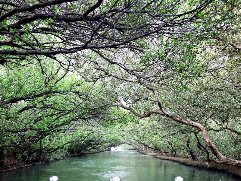 大台南必訪景點系列-安平區|四草綠色隧道:擁有台灣小亞馬遜河之稱的綠色隧道,必搭!竹筏遊四草濕地生態 - 進食的巨鼠