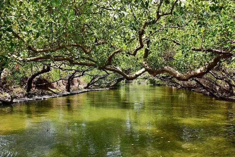 台版亞馬遜河:台南‧台江國家公園‧四草紅樹林綠色隧道