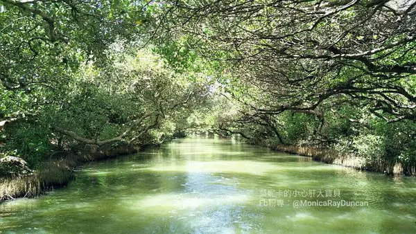【台南景點/親子景點推薦】台灣版 袖珍亞馬遜河~四草綠色隧道~ || 享受 陽光 蟲鳴 鳥叫 戴斗笠 搭竹筏 穿梭於光影之間 沿著紅樹林 找尋招潮蟹 一訪天使之吻