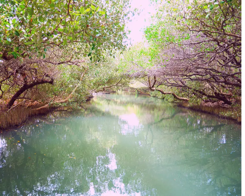 [台南]台灣版亞馬遜河，水上紅樹林綠色隧道，搭船遊台江/台南親子景點