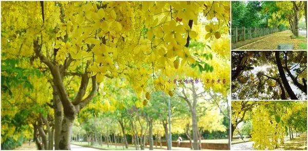 季節限定美景/台中爆炸美~黃金雨"阿勃勒隧道搭配彩繪牆"超好拍~現正盛開中(台中免費景點)