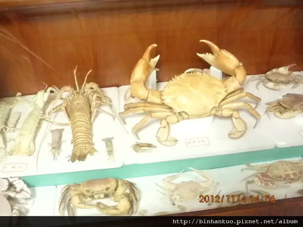 遊記---四草砲台, 大眾廟, 鄭成功登陸戰古戰場, 四草生態園區 and台江鯨豚館(四草地區)(7)