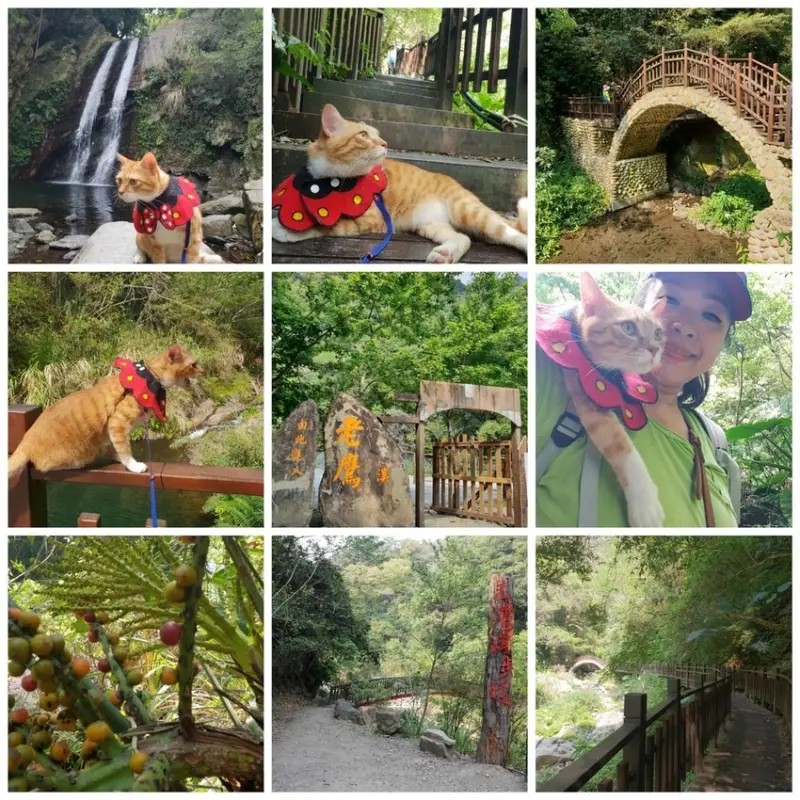 【新竹.尖石鄉】老鷹溪親子親水步道。平緩好走30分鐘可抵ˋ達瀑布。享受森林芬多精的洗禮
