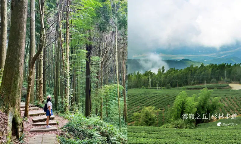 漫步竹林與杉林之間 | 360度眺望山嵐與茶園之美 | 五元兩角. 杉林步道. 雲嶺之丘