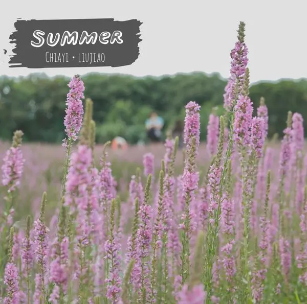 嘉義一日遊｜六腳蒜頭生態公園