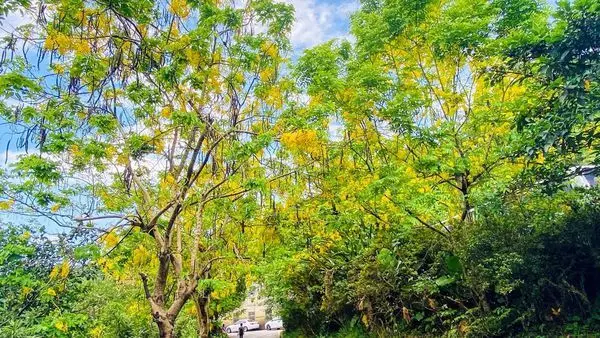 新北最新阿勃勒賞花秘境|十分瀑布政達餐廳旁停車場|六月絕美黃金雨|平溪最浪漫的金色隧道|知秋綠境屋景觀餐廳(2020/6/28最新花況)