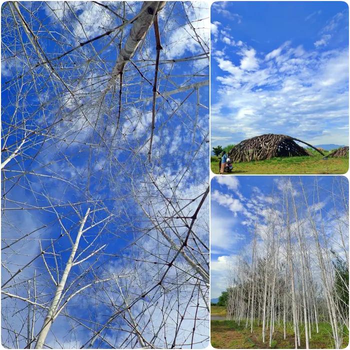 ▋宜蘭景點 ▋壯圍沙丘新亮點！走進夢幻雪白森林，一起到沙丘SEND海風、遊迷霧森林！
