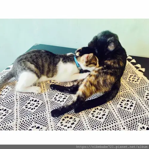 [屏東美食] 杯沿溫度咖啡 貓奴必來 IG打卡熱點 讓你不小心被數隻貓咪包圍