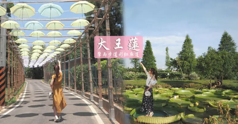 水蓮之鄉大王蓮 夏日限定漂浮之旅 免費入園 台版嚕嚕咪彩虹雨傘廊道 擎雨步道