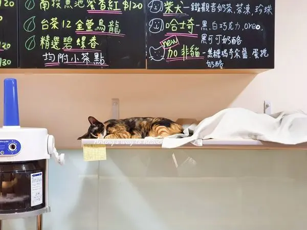 信義安和站美食｜貓狗冰室｜貓陪玩的日風質感刨冰、甜點店(鹹食也有喔！)