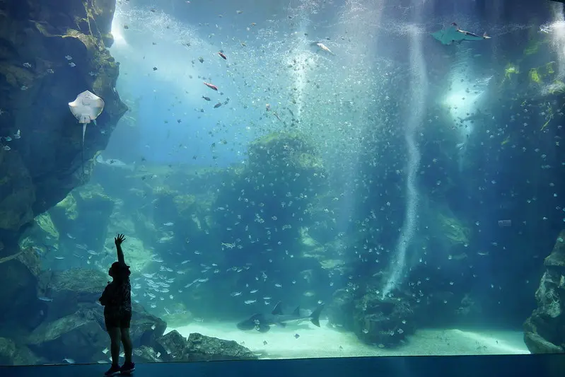 【台灣，桃園，青埔】日本橫濱八景島水族館海外分館Xpark搶先看（中壢人期待許久的水族館，8/7開幕）