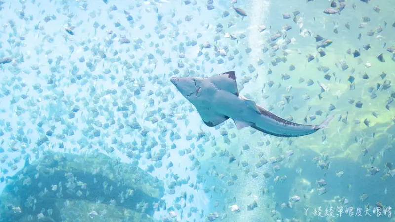 桃園青埔Xpark水族館門票及交通資訊，必看可愛企鵝隧道、療癒水母，北台灣最大水族館推薦！ - ㄚ綾綾單眼皮大眼睛