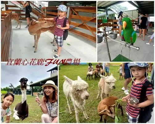【宜蘭｜心花鹿FUN】新景點！宜蘭越來越多農場囉，小朋友最愛的小動物互動，近距離摸摸羊駝、梅花鹿，鸚鵡餵食，還有餵小羊喝ㄋㄟㄋㄟ - 1個媽咪2個寶