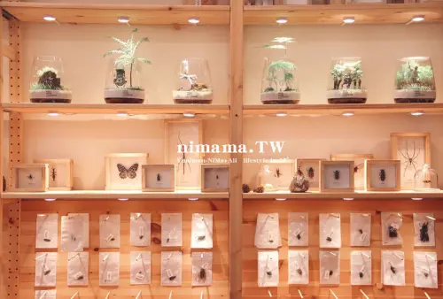 興趣誌昆蟲標本製作、苔蘚課程親子體驗DIY