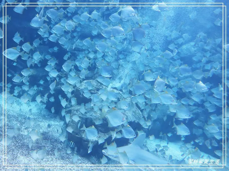 Xpark 八景島水族館-桃園中壢/2020新景點.北台灣必去水族館 - 潔絲蜜愛生活