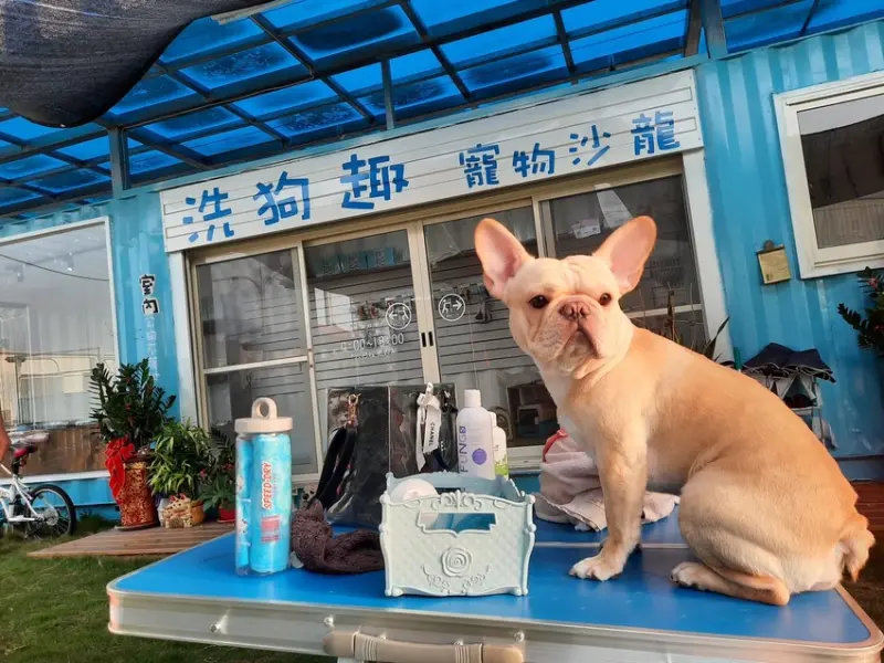 台中豐原寵物自助洗推薦「洗狗趣寵物自助洗&寵物沙龍」寬敞草皮 還有花牆 貓狗都可以洗 毛小孩好去處