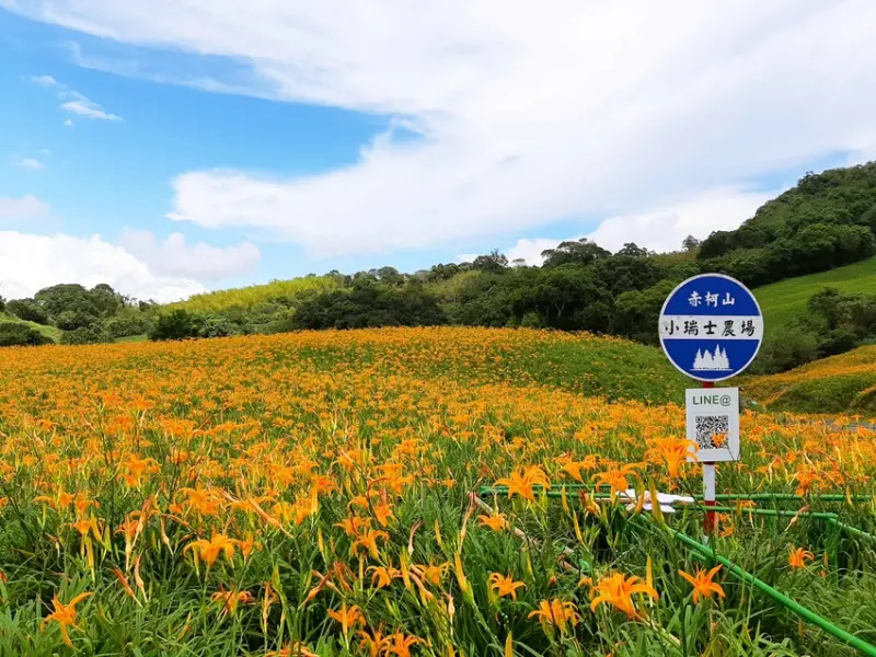 【花蓮旅遊 / 金針花季】看不夠還要吃!!! 小瑞士農場金針花大餐