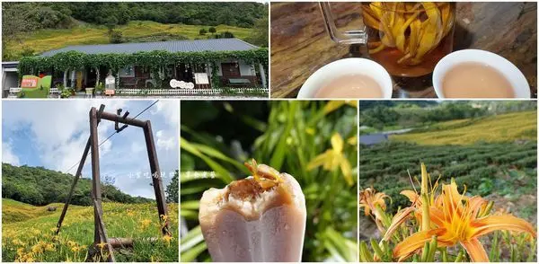 花蓮玉里景點/赤科山【黎明農園】好吃金針冰棒!美美茶園+金針花海景色/櫻花季有美美櫻花樹。民宿/餐飲/伴手禮/蜜香紅茶/茶葉