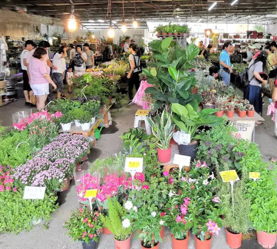 桃園假日花市˙群花爭豔、綠意盎然，各式植栽美不勝收