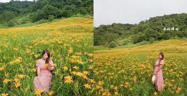 2020赤科山金針花 ▶ 赤科驛站 ▶ 滿山坡黃澄澄金針花海 宛如金黃色地毯般迷人 有步道可走進花海裡 免費入園拍照/最新花況!