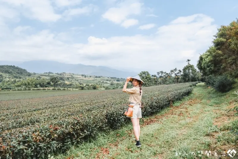 【台東旅遊／景點】佳芳有機茶園｜來當一日採茶姑娘｜賞田園風光外，還可採茶體驗／茶蛋捲DIY／炒冰DIY｜台東農遊趣必推景點