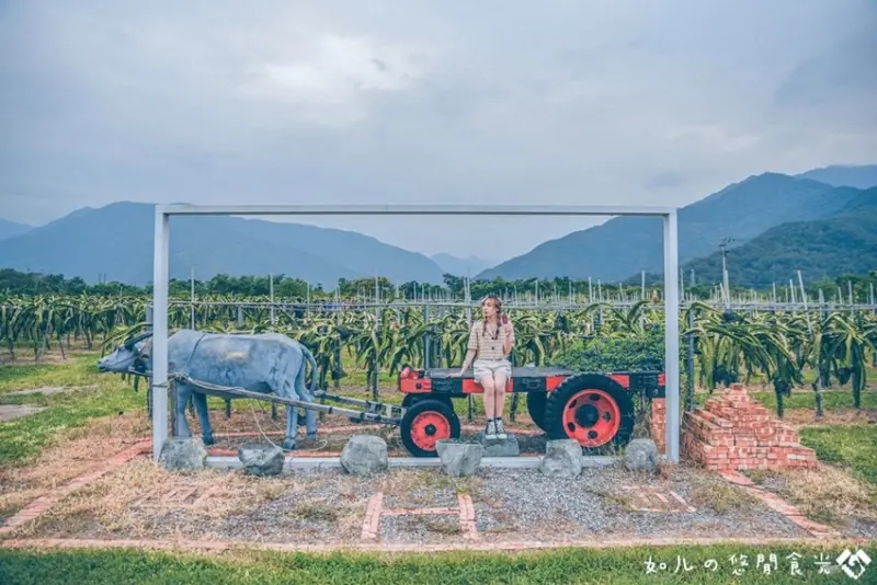【台東旅遊／景點】阿裕紅龍果園｜無毒有機栽種，獻上最自然甘美的火龍果｜農遊採果樂+果醬DIY超趣味｜台東農遊趣必推景點