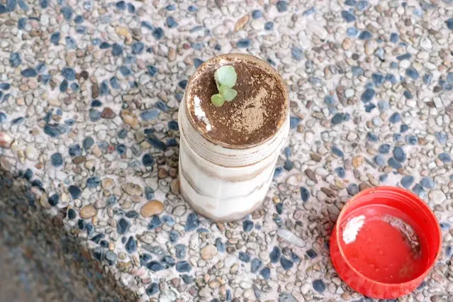 桂花烏龍提拉米蘇《陽苔·Yang Tai》
