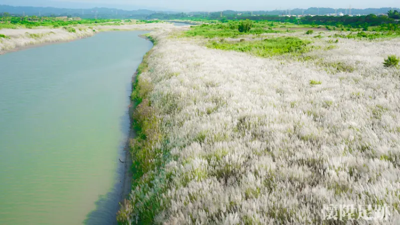 秋天來了！台南景點下起九月雪，橋下一片浪漫雪白大地｜台南賞花趣　大內景點甜根子