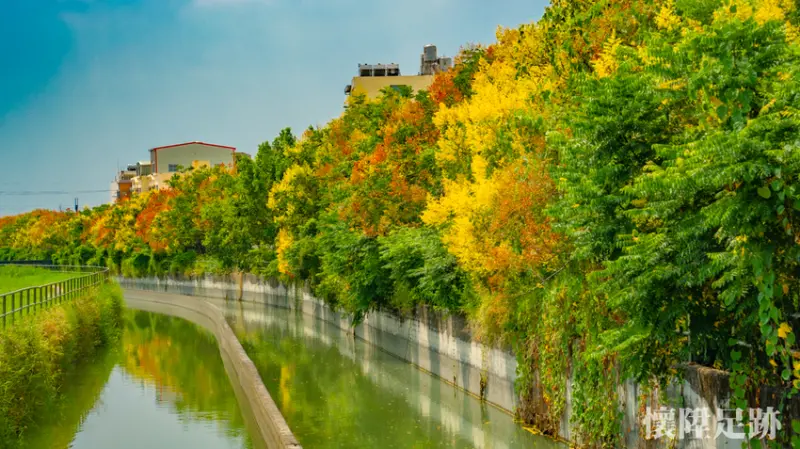 秋季限定！台南欒樹步道花兒盛開，來一趟與秋天的浪漫邂逅，走在山海圳綠道茄拔段上
