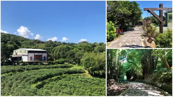 新北.石門-山林中的茶山步道，竟有著如日本嵐山的竹林秘境，還有登頂後的那一片180度海景，怎麼可以這麼美啦!