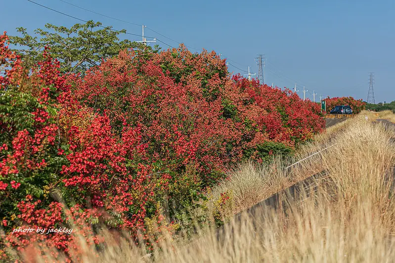 201010嘉義-台灣欒樹景點(朴子大橋+保鹿自行車道)