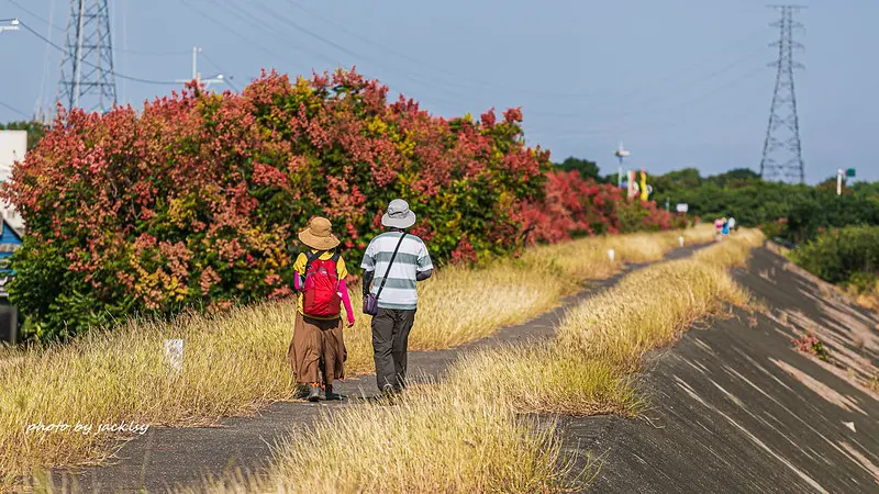 台灣欒樹拍照點推薦  / WalkerLand窩客島提供 未經許可，不得轉載