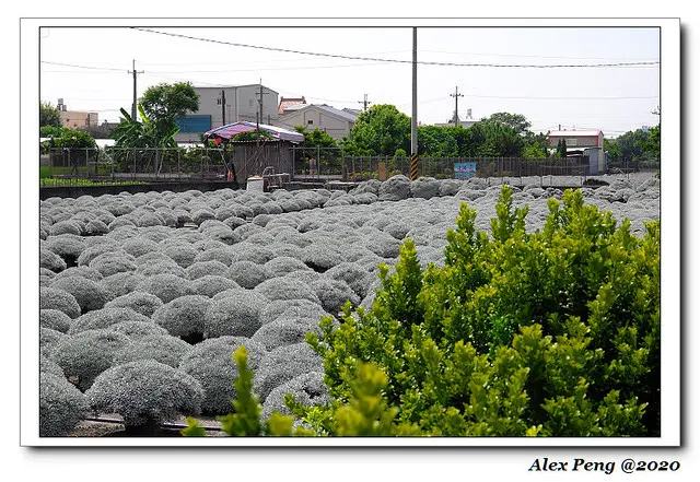 彰化縣-田尾鄉-白色波波草+埤頭鄉-埤頭韭菜花田+廟邊三十年鵝肉老店