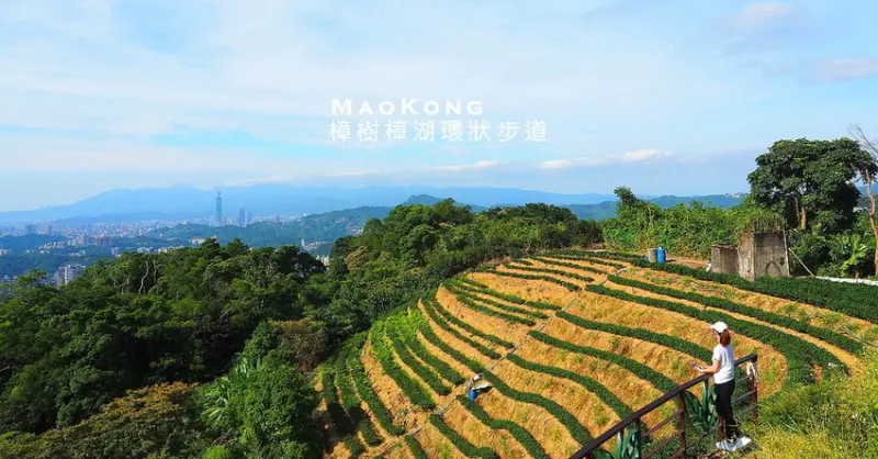 在滿山茶園的貓空。樟樹樟湖環狀步道