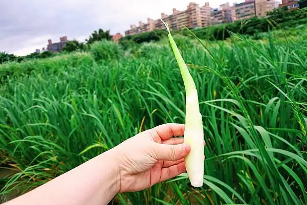 【旅遊】新北三芝大啖茭白筍！蜂蜜、櫻花茶、窯烤Pizza舌尖品異國