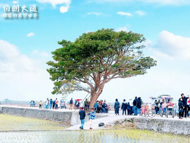 去台東伯朗大道看金城武樹、蔡依林樹！金城武廣告I SEE YOU爆紅台東景點！天堂路美翻！伯朗大道租腳踏車！ @猴屁的異想世界