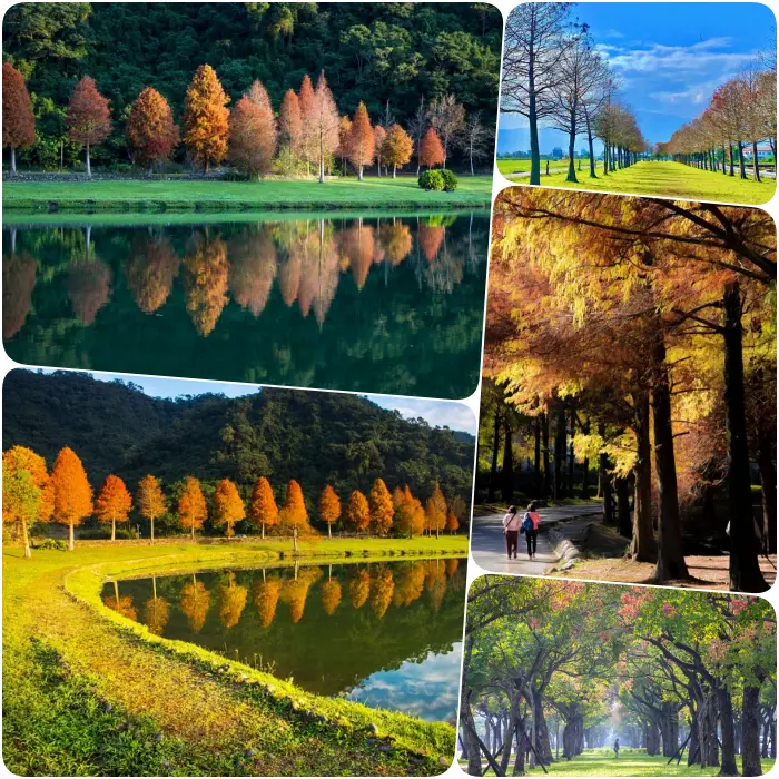 秋冬季節限定⎪落羽松秘境X台灣欒樹綠色夢幻隧道一次看！粉紅色小燈籠、夢幻金黃大道，週末浪漫拍照去！ @捲捲頭 Wonderful 品味。生活