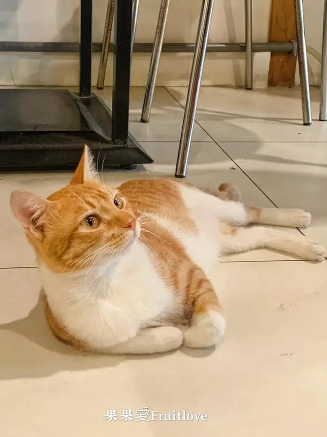 關西平價石頭小火鍋，有一位超萌的可愛店貓，店內食材新鮮．份量不少　九號店Numberstore9-城市森林饗食餐館　親子寵物友善，毛孩不限大小，最少要牽繩　還有關西仙草推薦