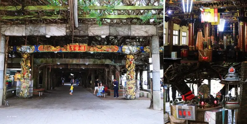 【澎湖‧白沙】通梁古榕‧澎湖名景 三百年榕樹纏繞古廟 消暑避熱聖地