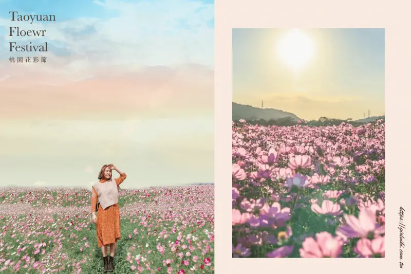 2020桃園花彩節｜楊梅、大園、大溪展區交通花期懶人包 ｜油畫般波斯菊花田