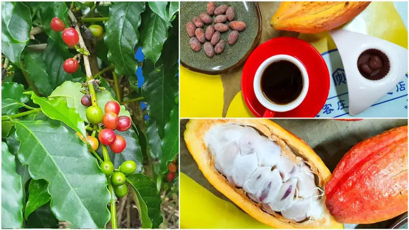 【高樹景點】世界巧克力冠軍 Joy喜樂可可咖啡園 樹到餐桌 用喜樂的心 編織一粒豆子的夢