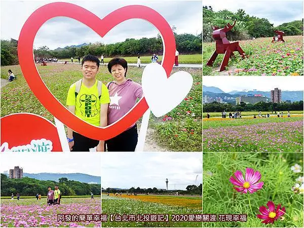 ﹝台北市北投遊記﹞2020愛戀關渡花現幸福　不必跑郊區，台北期間限定！約105座籃球場大小，夢幻繽紛、百花齊放的花海秘境！（11/07花況，花開8成）　／免費參觀／台北花海景點／關渡花海秘境接駁車