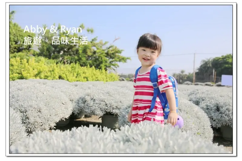 【彰化田尾景點】建華芙蓉園～雪白波波球。白色芙蓉草像是下雪一樣好夢幻！