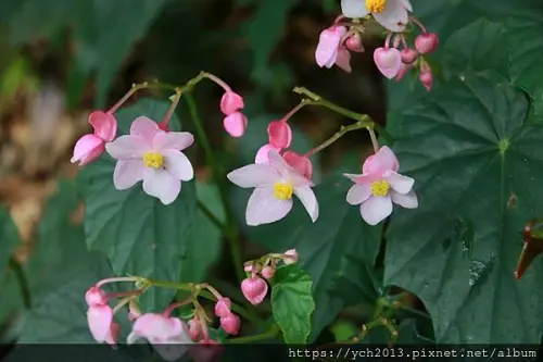 陽明山景點／從二子坪到向天池看向天蝦／一路賞植物