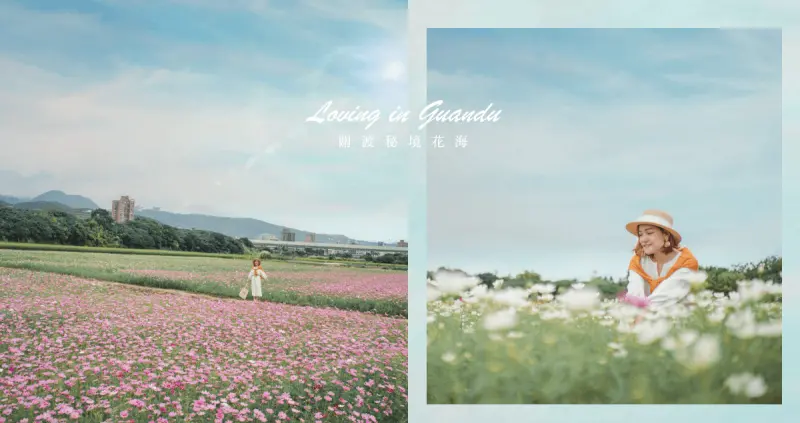 2020關渡秘境花海。4公頃大波斯菊浪漫｜花期、交通資訊懶人包