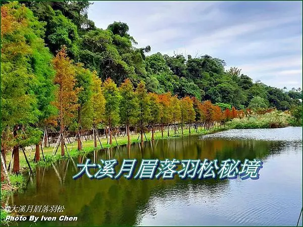 《大溪月眉落羽松秘境》假日趴趴走追逐落羽松的日子/漸層色彩的落羽松在池水中絕美的倒影/優美濕地生態公園綠地『月眉人工濕地生態公園』