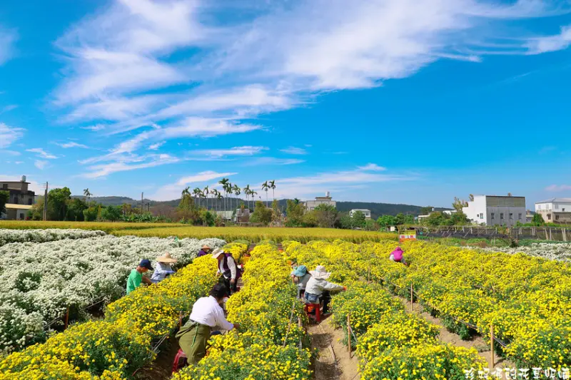 【苗栗-銅鑼鄉】2020苗栗銅鑼杭菊芋頭節菊祥如芋｜銅鑼車站後方花田賞杭菊