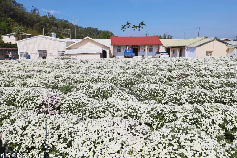 【苗栗-銅鑼鄉】2020苗栗銅鑼杭菊芋頭節菊祥如芋｜邱家古厝杭菊花田