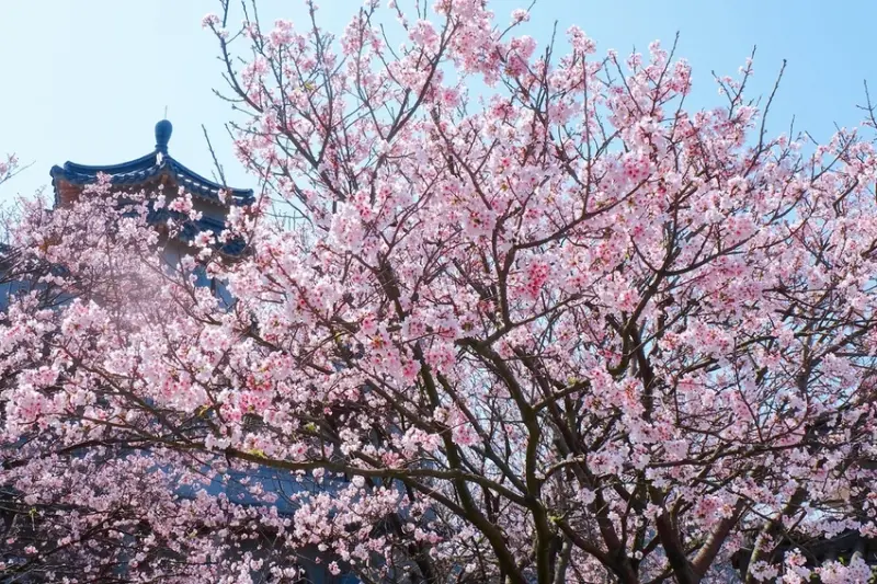 【台北-士林區】2021東方寺賞吉野櫻＆路邊民宅紫藤花盛開
