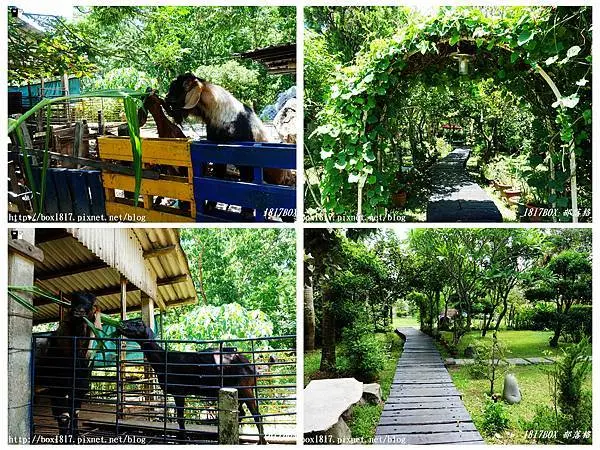 【屏東。萬巒】囍羊羊牧場。餵羊吃牧草。羊舍改建而成的歐式鄉村餐廳